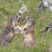 Marmota Alpina - Photo (c) Christoph Moning, algunos derechos reservados (CC BY)