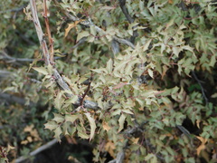 Berberis fremontii