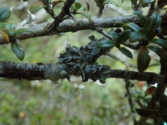 Leioderma pycnophorum