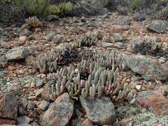 Brianhuntleya intrusa