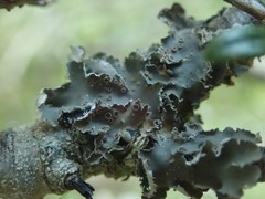 Leioderma pycnophorum