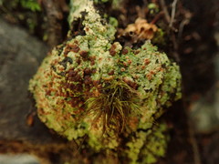 Trapeliopsis congregans