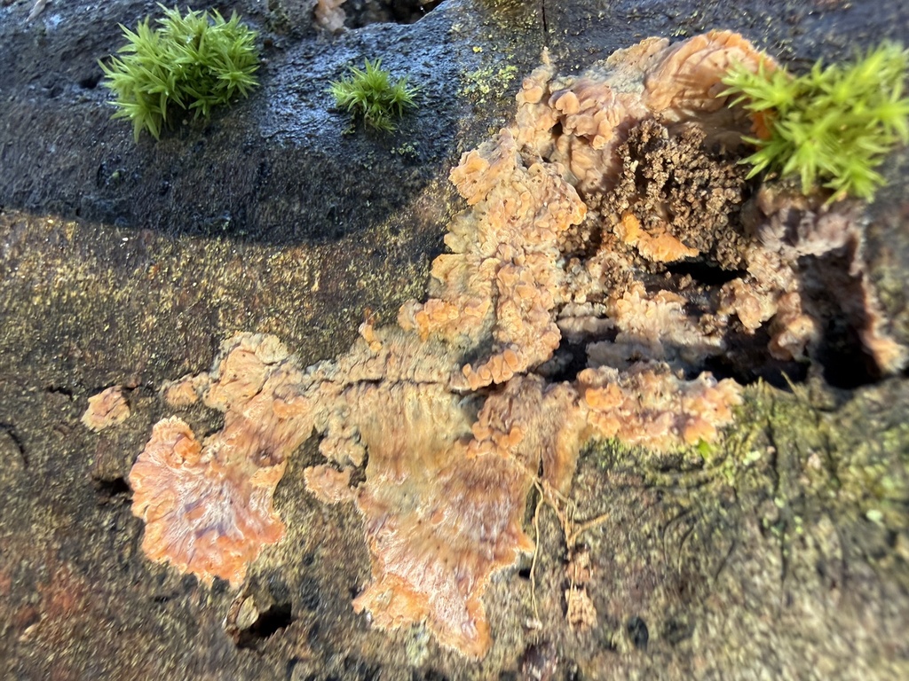 Phlebia radiata · December 2025 · photo: © cjoynson (iNaturalist, cc0)