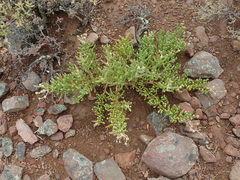 Mesembryanthemum longistylum