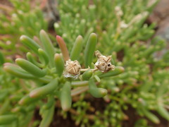 Mesembryanthemum longistylum