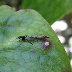 Dilophus segnis