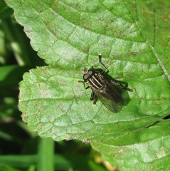 Orthoprosopa bilineata