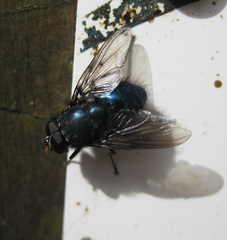 Calliphoroides antennatis