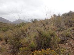 Anginon swellendamense
