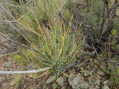 Anginon swellendamense