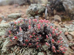 Antimima leipoldtii