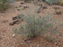 Amphiglossa