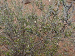 Amphiglossa
