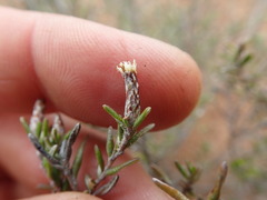 Amphiglossa