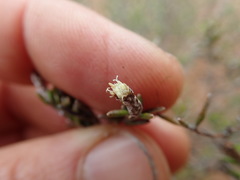 Amphiglossa