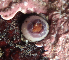 Themiste pyroides