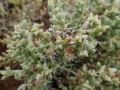 Ruschia approximata