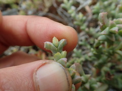 Ruschia approximata