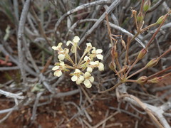 Pelargonium luteolum