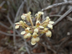 Pelargonium luteolum