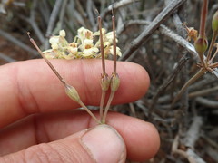 Pelargonium luteolum