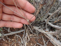 Pelargonium luteolum
