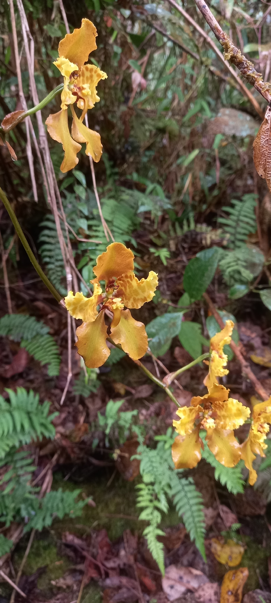 Cyrtochilum cumandae Königer 4