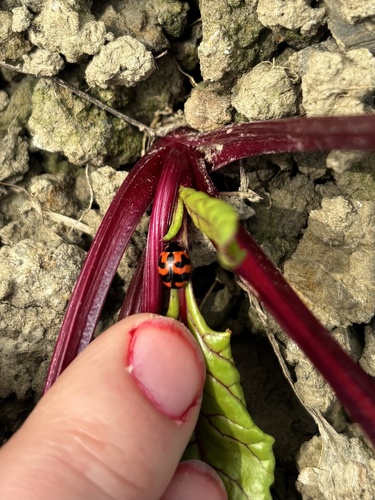 Small Transverse Ladybird Beetle