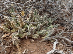 Tridentea gemmiflora