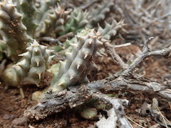 Tridentea gemmiflora