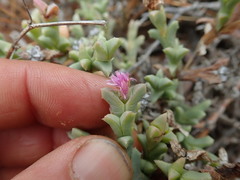 Ruschia approximata