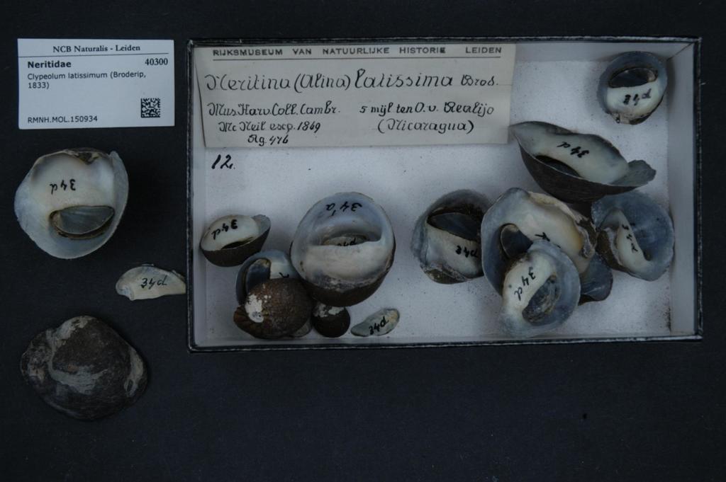 Clypeolum