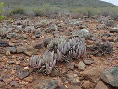 Brianhuntleya intrusa