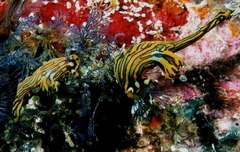 Tambja affinis