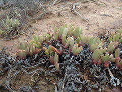 Acrodon purpureostylus