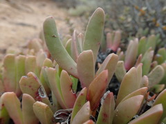 Acrodon purpureostylus