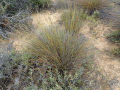 Thamnochortus bachmannii