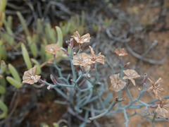 Limonium longifolium