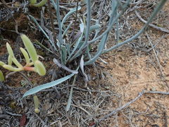 Limonium longifolium