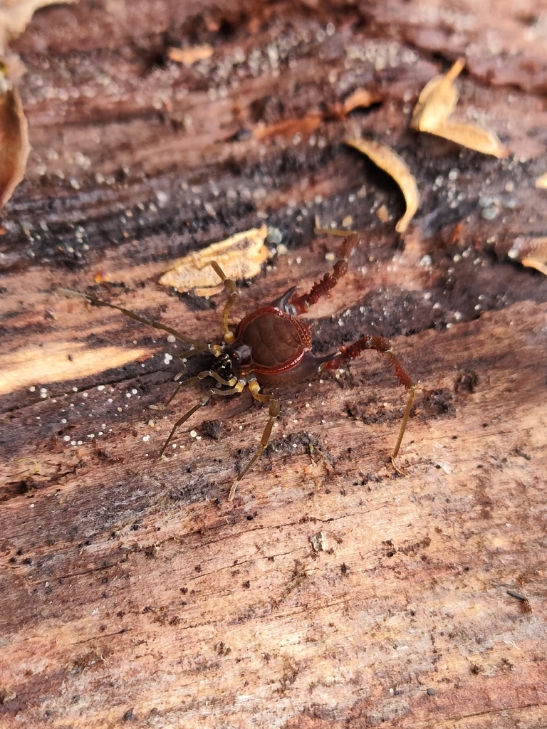 Metagyndes martensii
