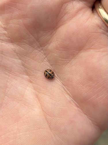 Six-spotted Zigzag Ladybird