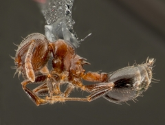 Crematogaster ashmeadi