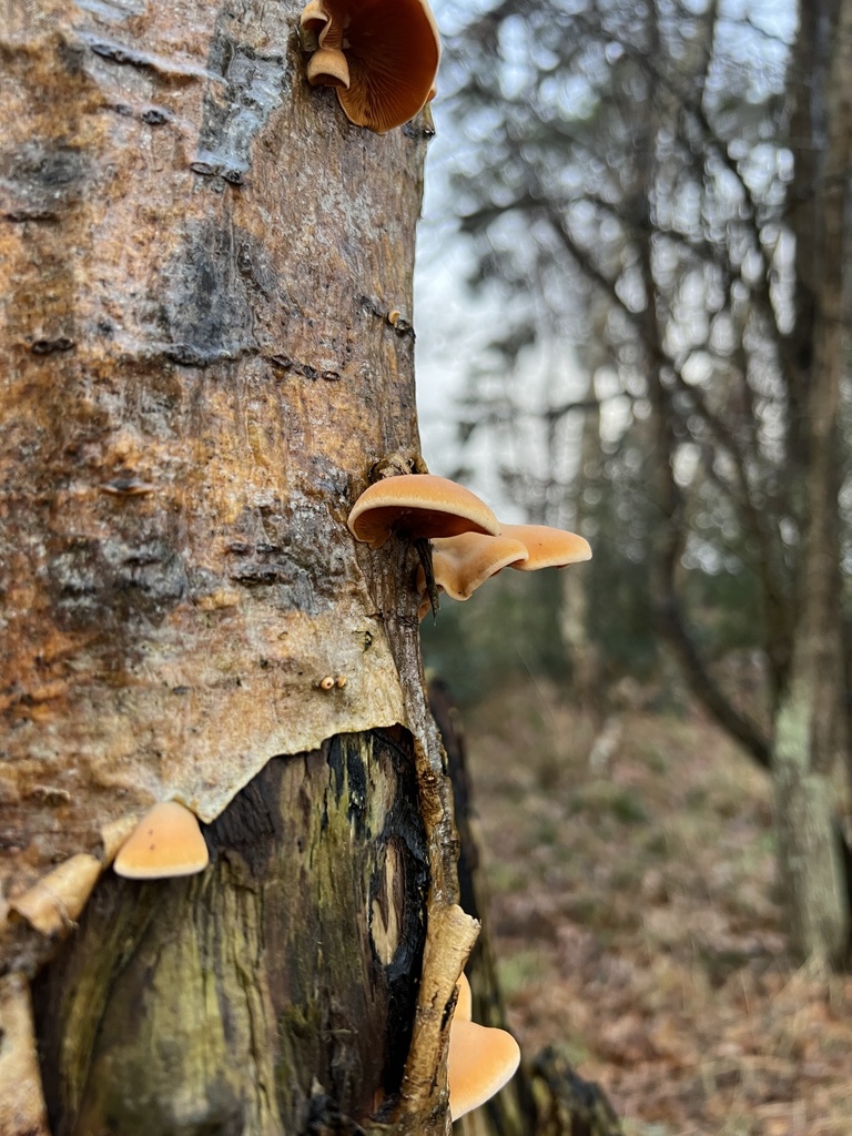 Phyllotopsis nidulans · December 2025 · photo: © fihu (iNaturalist, cc-by)
