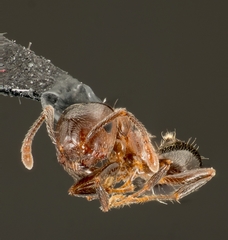 Crematogaster ashmeadi