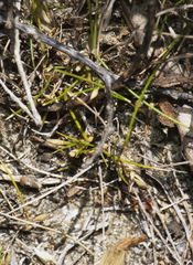 Zoysia minima