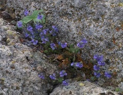 Veronica capsellicarpa
