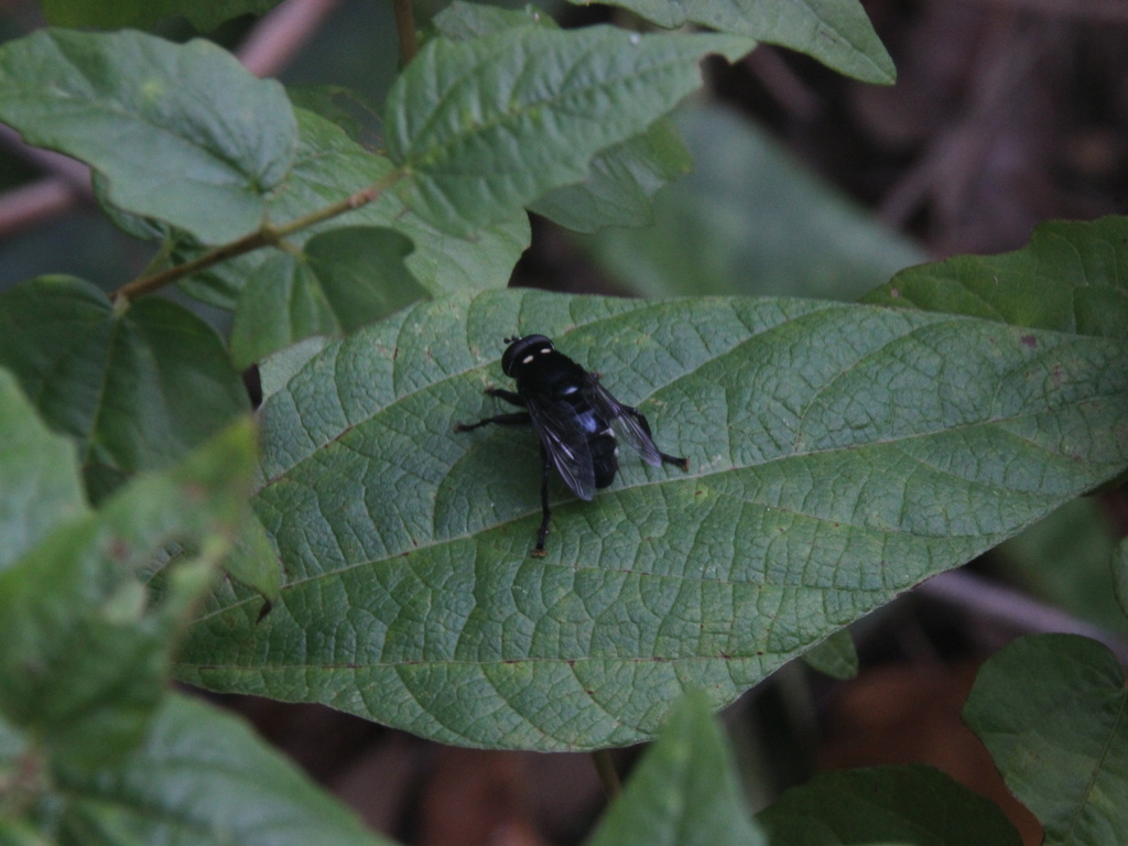 Meromacrus bruneri