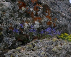 Veronica capsellicarpa