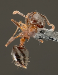 Crematogaster ashmeadi