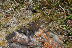 Zoysia minima